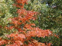 Leaf Peeper's Dream - 2003 - 11