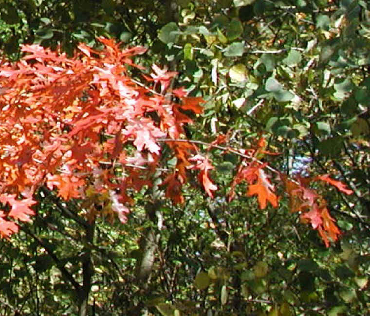 Leaf Peeper's Dream - 2003 - 11a