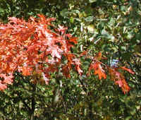 Leaf Peeper's Dream - 2003 - 11a