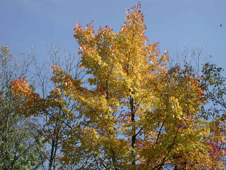 Leaf Peeper's Dream - 2003 - 12