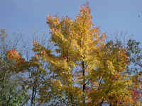 Leaf Peeper's Dream - 2003 - 12
