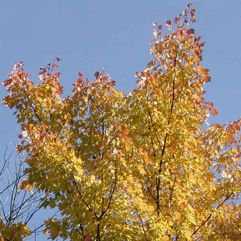 Leaf Peeper's Dream - 2003 - 12a