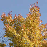 Leaf Peeper's Dream - 2003 - 12a