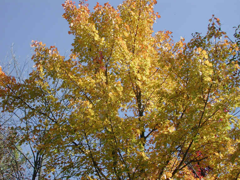 Leaf Peeper's Dream - 2003 - 13