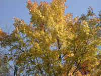 Leaf Peeper's Dream - 2003 - 13