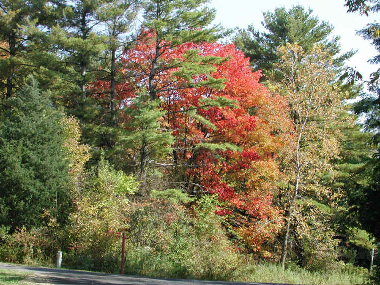 Leaf Peeper's Dream - 2003 - 14