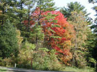 Leaf Peeper's Dream - 2003 - 14
