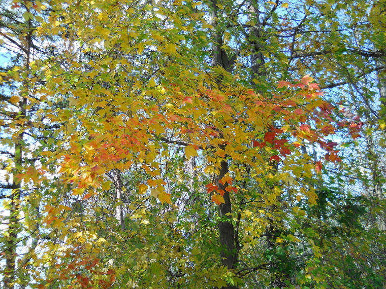 Leaf Peeper's Dream - 17 Oct 2011 - 01