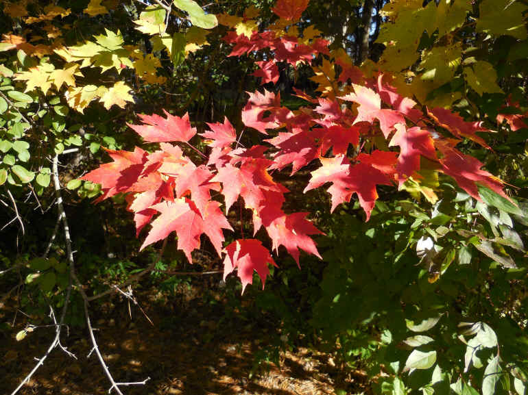 Leaf Peeper's Dream - 12 Oct 2015 - 02
