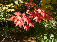 Leaf Peeper's Dream - 12 Oct 2015 - 02