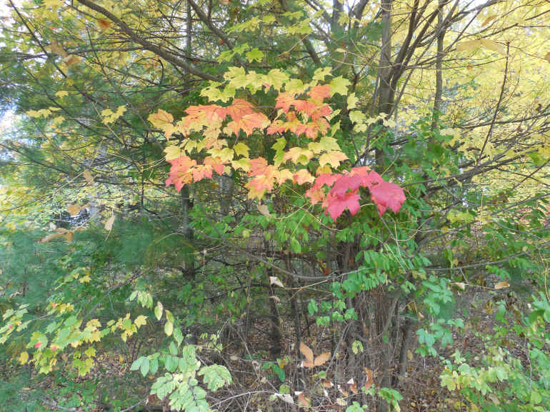 Leaf Peeper's Dream - 16 Oct 2015 - 01