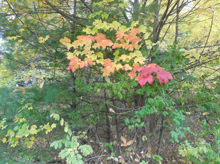 Leaf Peeper's Dream - 16 Oct 2015 - 02