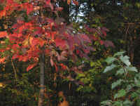 Photo - 05.jpg