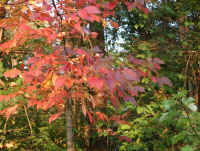 Photo - 06.jpg