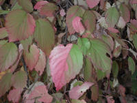Photo - 31.jpg