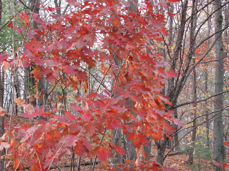 Leaf Peeper's Dream - Oak - 02