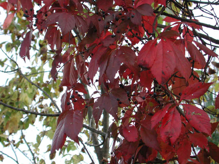 poison ivy plant red. (Poison Ivy - 02) The poison