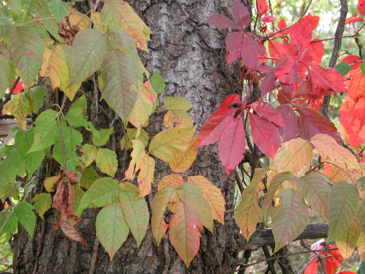 poison ivy plant fall. Fall color, poison ivy,