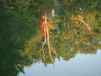 Sleepy Hollow Lake - 10