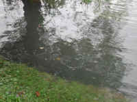 Sleepy Hollow Lake - Flood - 09