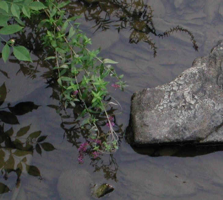 Sleepy Hollow Lake - Murdererskill Ravine - 08