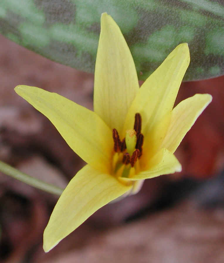 Adder's Tongue (Erythronium americanum) - 08