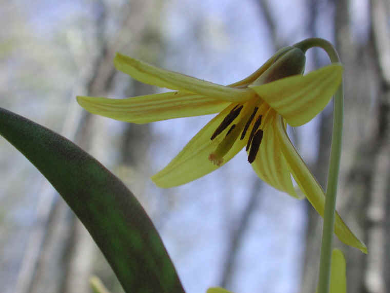 Adder's Tongue (Erythronium americanum) - 20