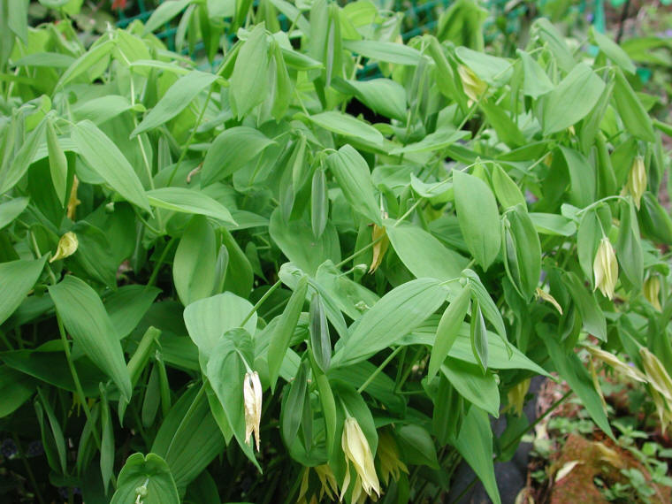 Bellwort, Perfoliate - 04