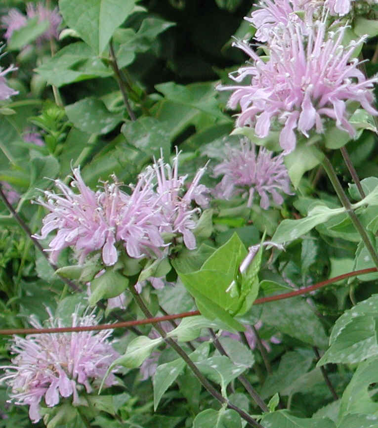 Wild Bergamot (Monarda fistulosa) - 01a