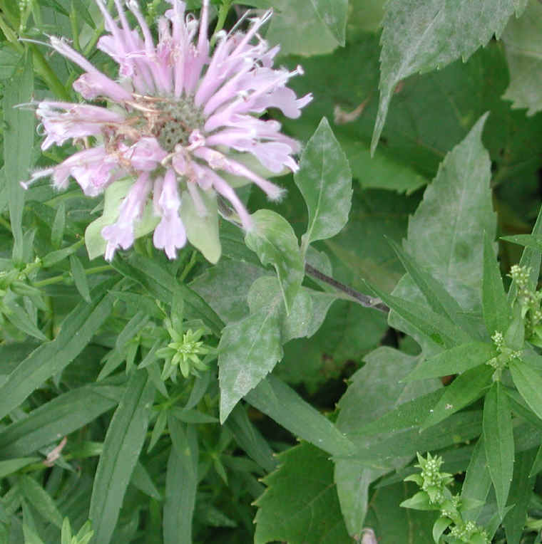 Wild Bergamot (Monarda fistulosa) - 03