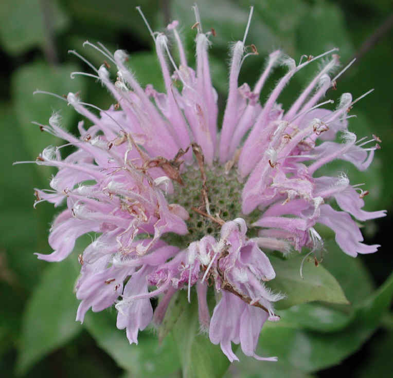 Wild Bergamot (Monarda fistulosa) - 04