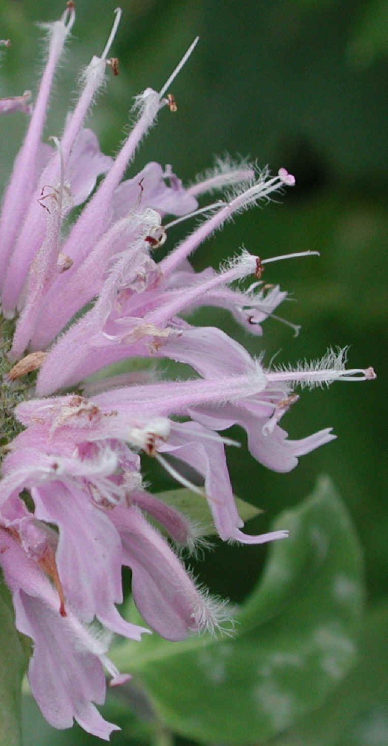 Wild Bergamot (Monarda fistulosa) - 06