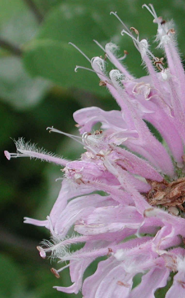 Wild Bergamot (Monarda fistulosa) - 06a