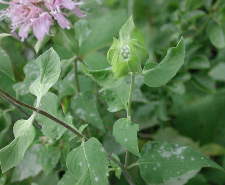 Wild Bergamot (Monarda fistulosa) - 09