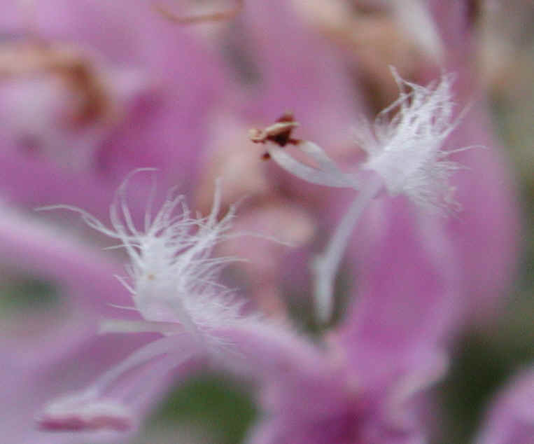 Wild Bergamot (Monarda fistulosa) - 10