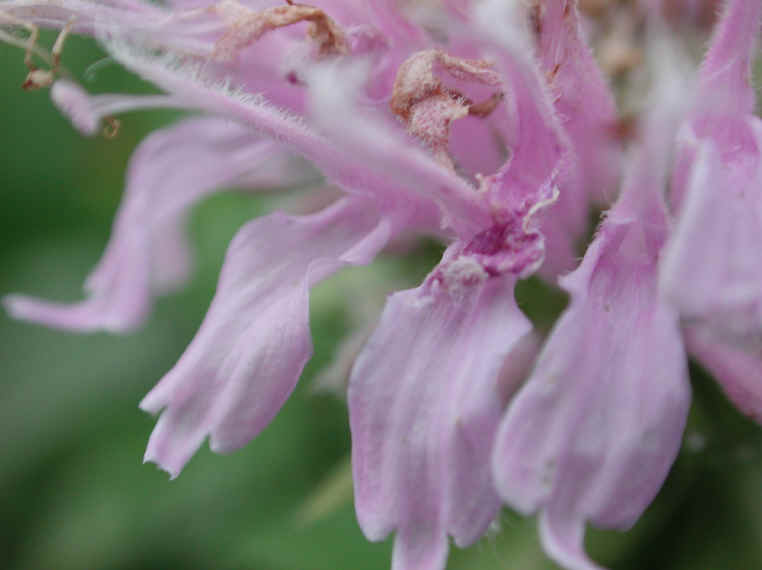 Wild Bergamot (Monarda fistulosa) - 11