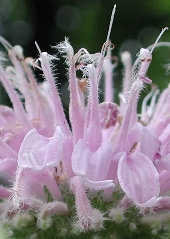 Wild Bergamot (Monarda fistulosa) - 12a