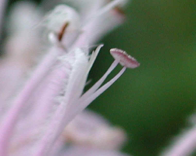 Wild Bergamot (Monarda fistulosa) - 14