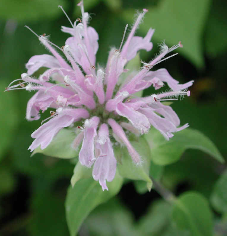 Wild Bergamot (Monarda fistulosa) - 16