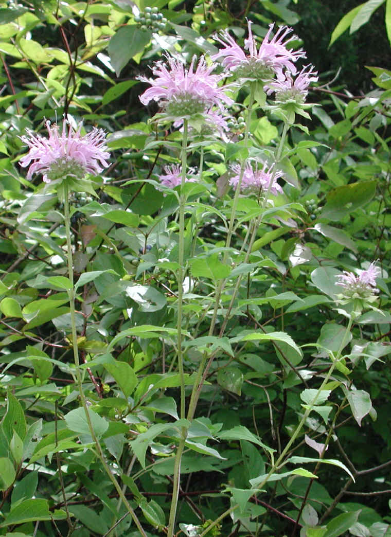 Wild Bergamot (Monarda fistulosa) - 20