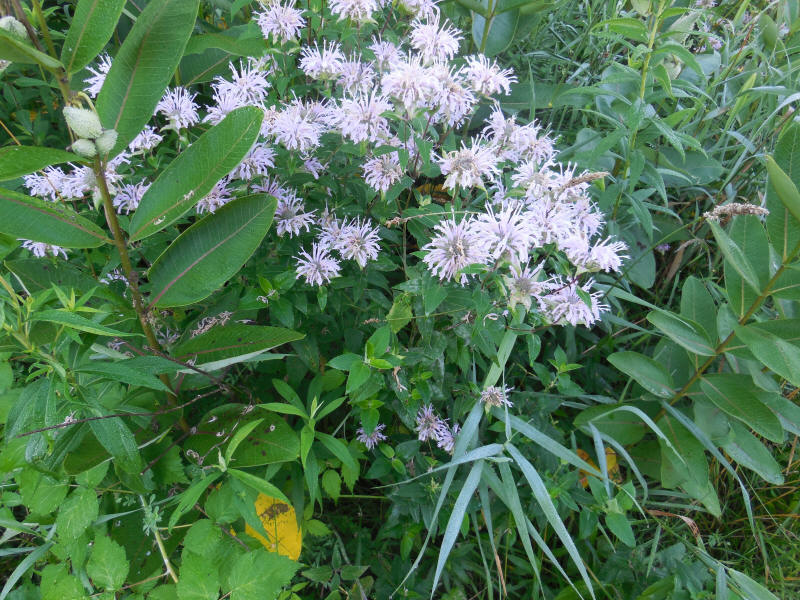 Wild Bergamot (Monarda fistulosa) - 23