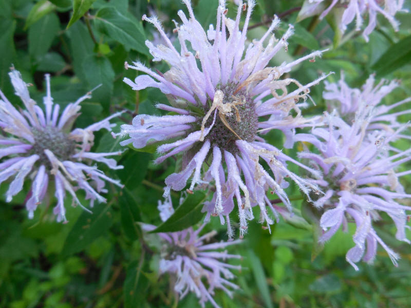 Wild Bergamot (Monarda fistulosa) - 24