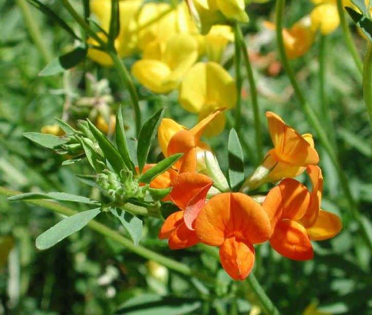 Birdsfoot Trefoil, Orange (Lotus corniculatus) - 01