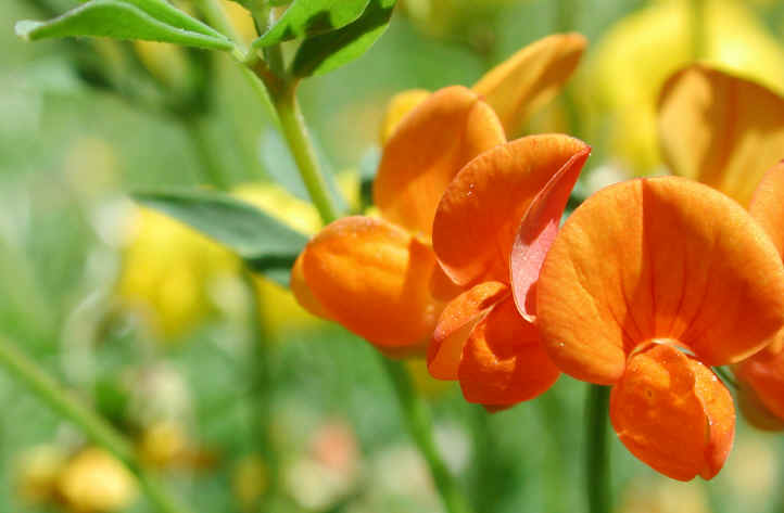 Birdsfoot Trefoil, Orange (Lotus corniculatus) - 02