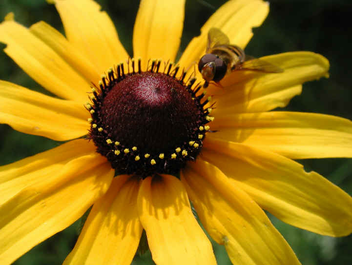 Black-eyed Susan (Rudbeckia serotina) - 07