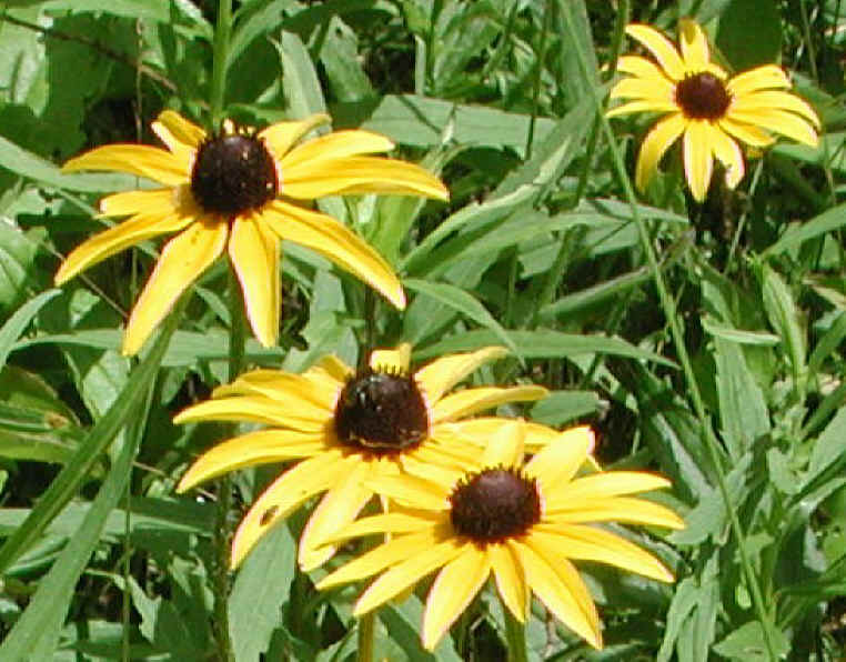Black-eyed Susan, Hairy (Rudbeckia hirta) - 02
