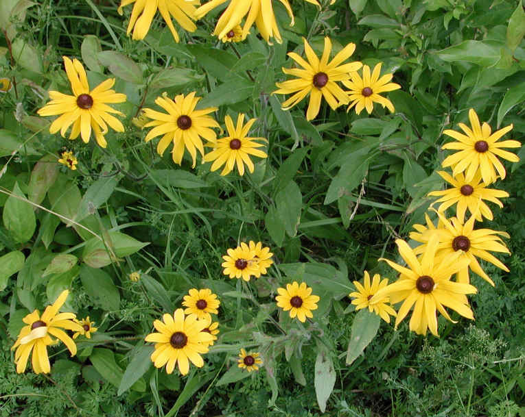 Black-eyed Susan, Hairy (Rudbeckia hirta) - 03