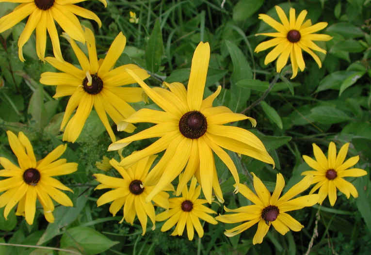Black-eyed Susan, Hairy (Rudbeckia hirta) - 04