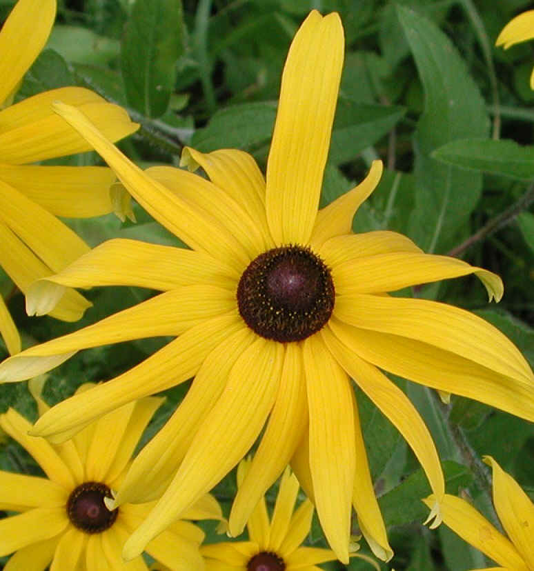 Black-eyed Susan, Hairy (Rudbeckia hirta) - 04a