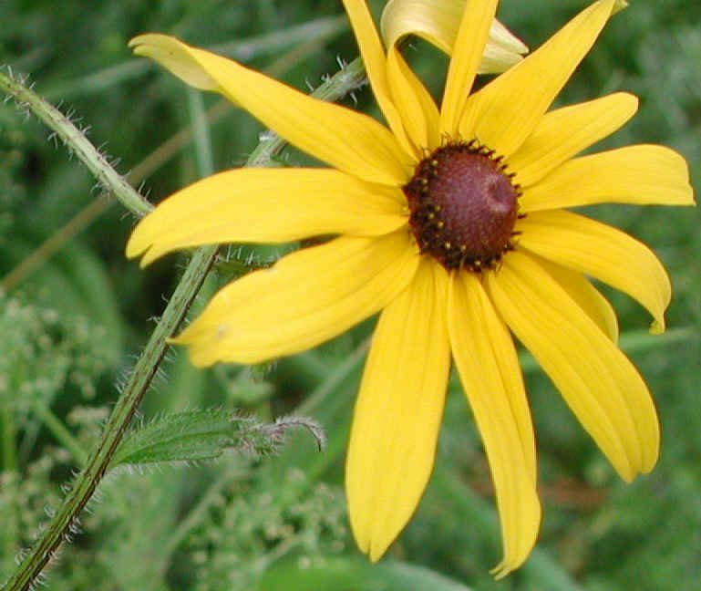 Black-eyed Susan, Hairy (Rudbeckia hirta) - 06